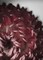 Dahlia Poster Print by Design Fabrikken Design Fabrikken - Item # VARPDXMF969A115